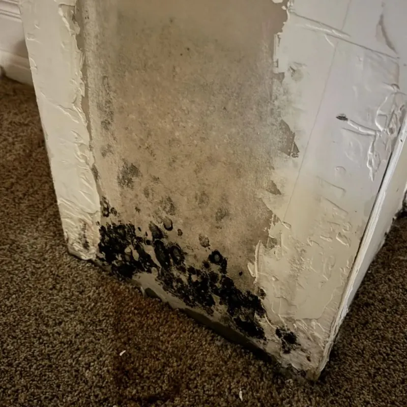 Professional Mold Removal in Nevada County, AR